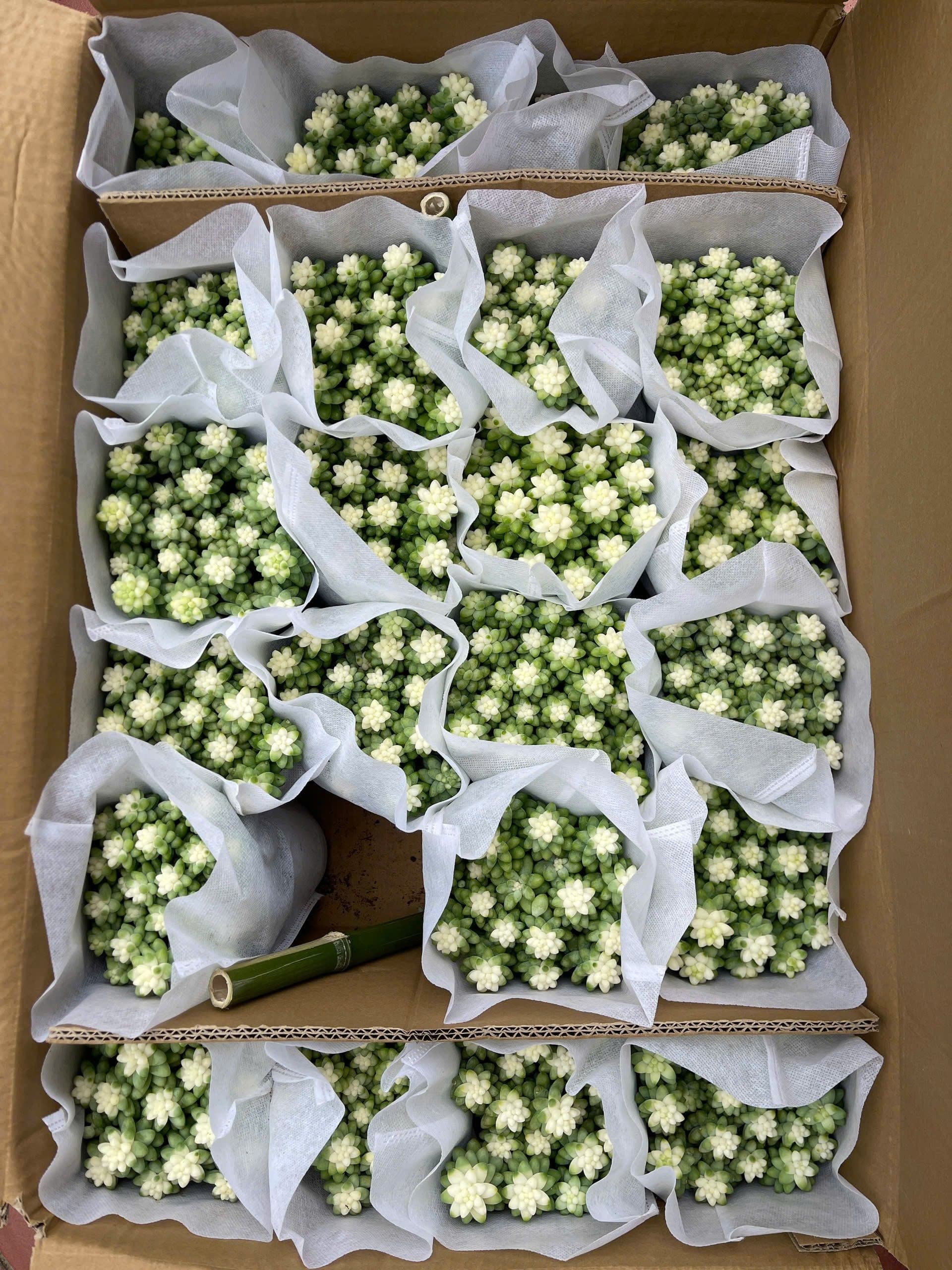 Flower Wholesale — 7