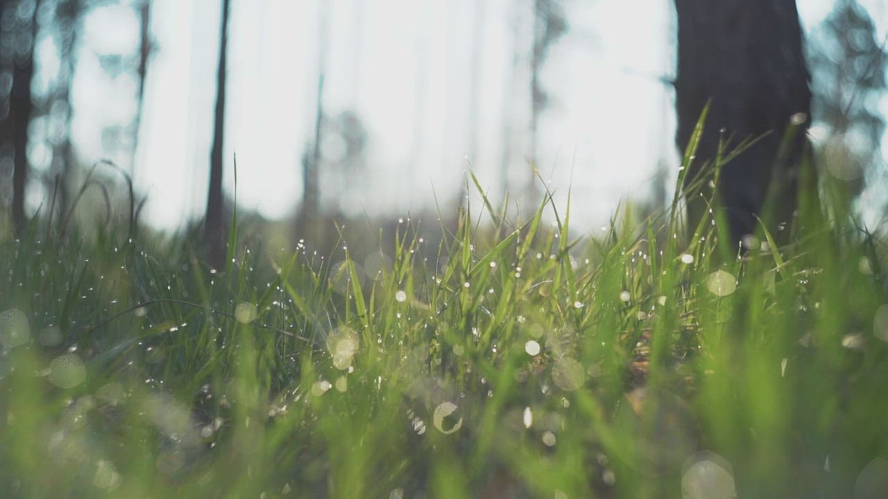 Irrigation Servicing
